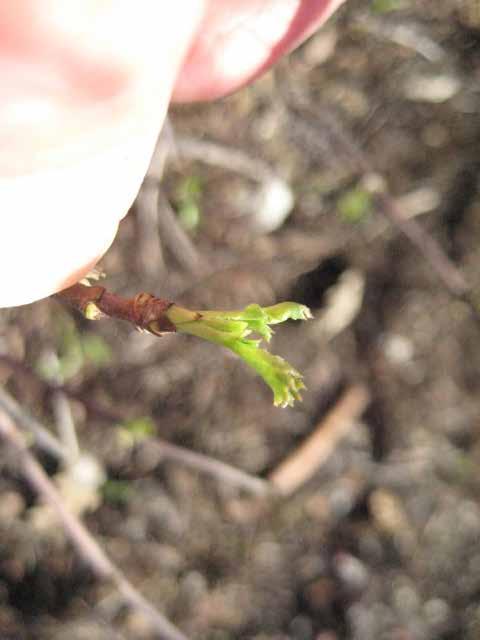 leaf tip is visible at the end of the bud, but
