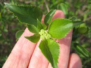 Elderberry Sambucus nigra FLOWERS OR