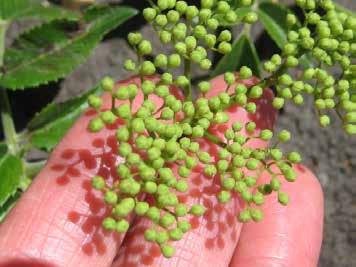 Elderberry Sambucus nigra FRUITS One or more fruits are visible on