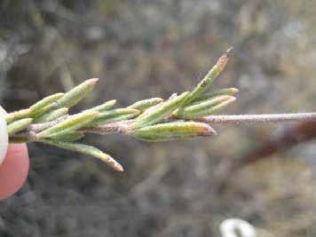 Buckwheat Eriogonum fasciculatum LEAVES