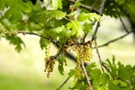 For Quercus lobata, the male flowers will open once the initially compact catkin has unfolded