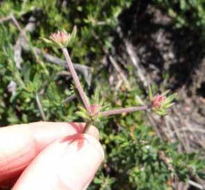 Buckwheat Eriogonum fasciculatum FLOWERS OR FLOWER BUDS One or