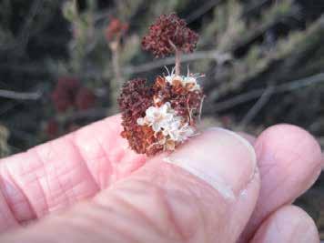 Buckwheat Eriogonum fasciculatum FRUITS One or
