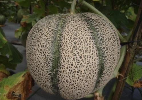 and Sakata melon had a similar pattern for their acidity, where their acidity were small increased at all environments and wrapping conditions.