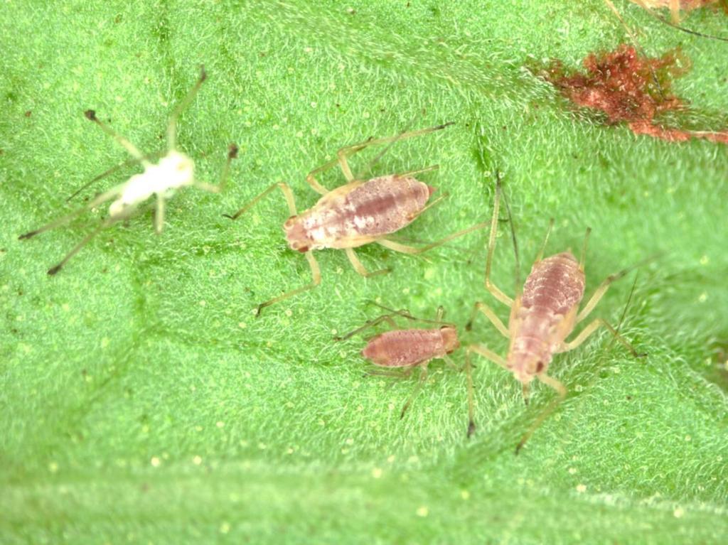 Potato Aphids Joan Allen, UConn The potato aphid is pink or green, with a darker stripe down