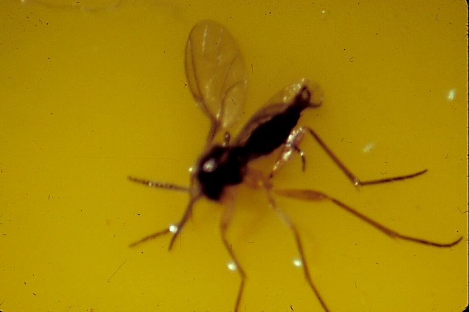 Fungus Gnat Adult Adult fungus gnats are mosquito-like in body shape, with long legs,