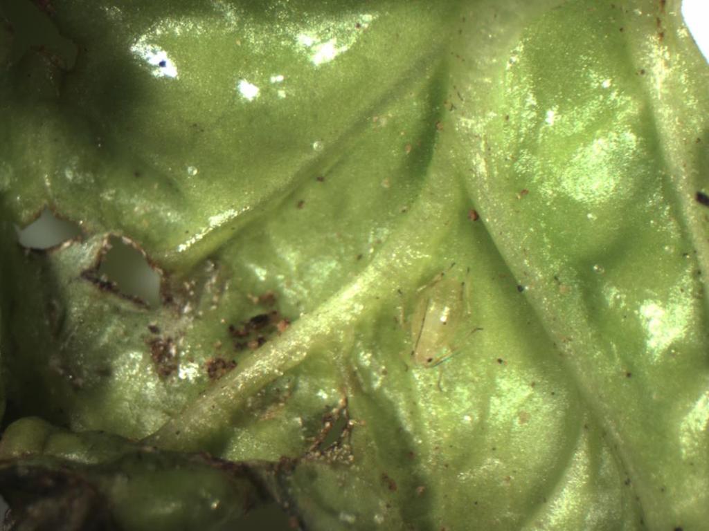 Green Peach Aphid Green peach aphid is yellowish green in summer & pink