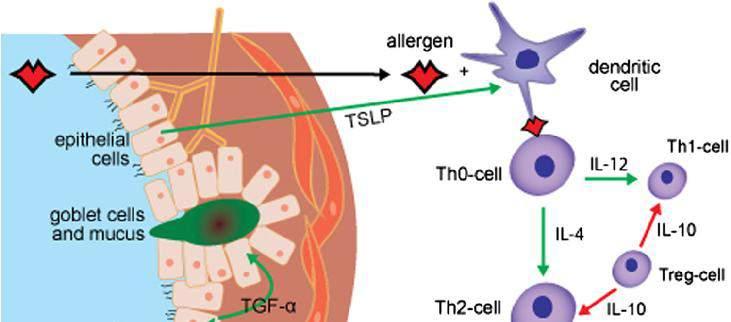 SLIKA 1 Fig. 1. Allergic airway response.