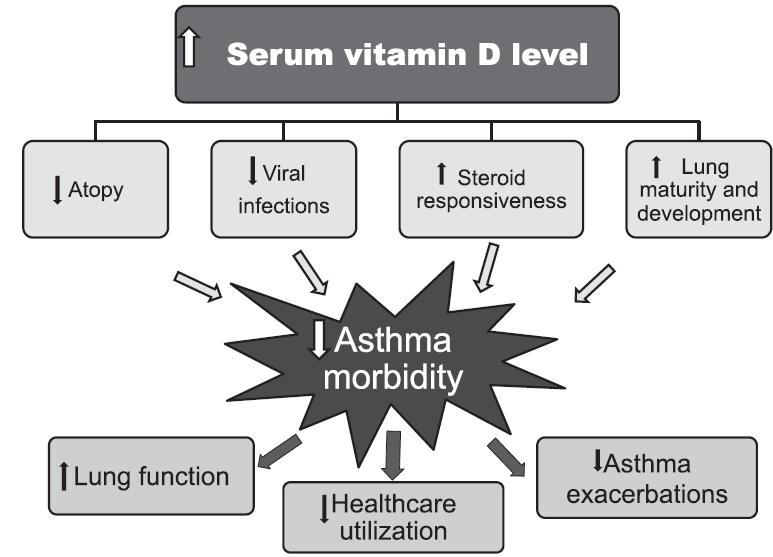 Slika 2. Potential protective effects of vitamin D against asthma morbidity. (59) 2.3.