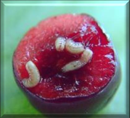 Cherry Fruit Fly (CFF) Primary source of CFF infestations in