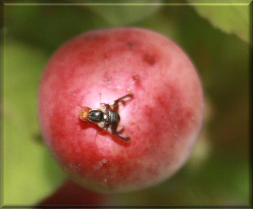 Apple Maggot in Utah - 2013 Home