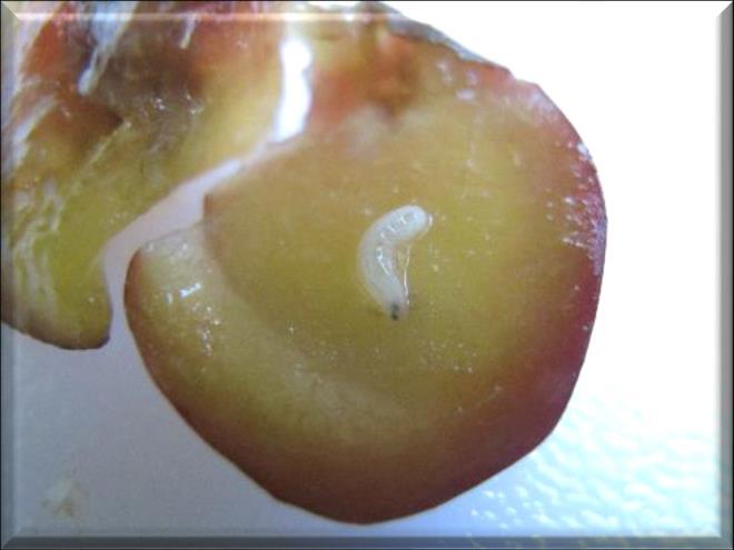 AM larva inside plum fruit Apple