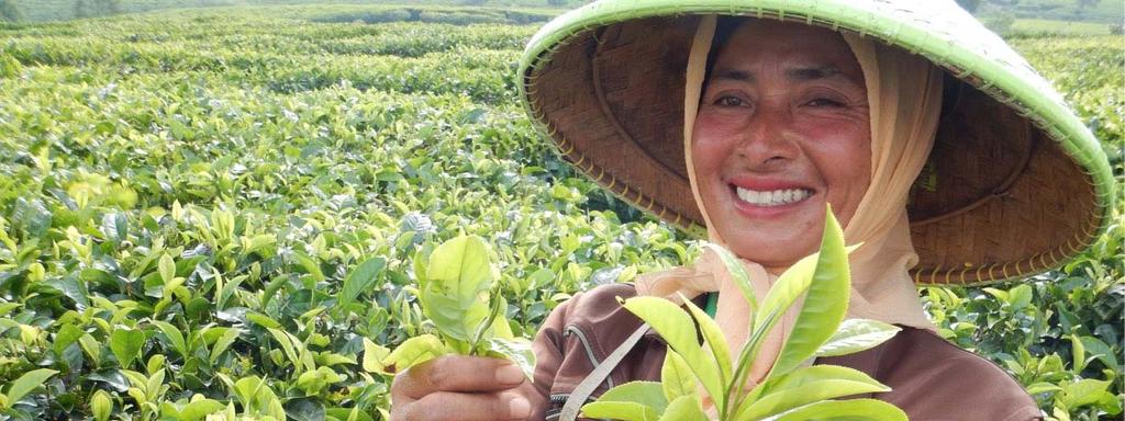 Growing Cibuni tea PLUCKING