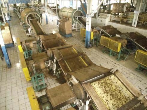 Producing Cibuni tea TEARING AND CURLING (" TC") "CUTTING ROLLERS" MADE OF STAINLESS STEEL,8 10