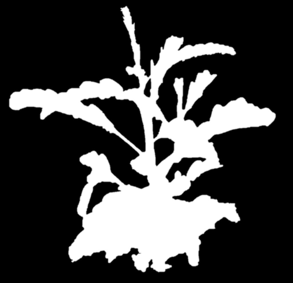 Euphorbiaceae Phyllanthus