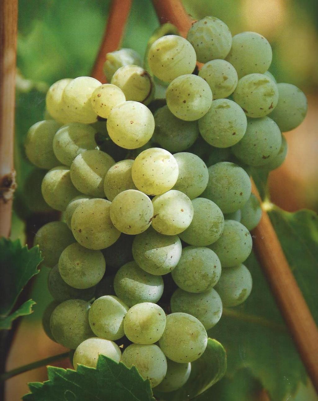 Alvarinho Origin: Grapevine variety from the north of west of Iberian Peninsula Synonyms: Albariño Area cultivated: 7.000 ha (in Iberia) Pruning weight: 1.800-2.000 kg/ha Yield: 6.000-10.