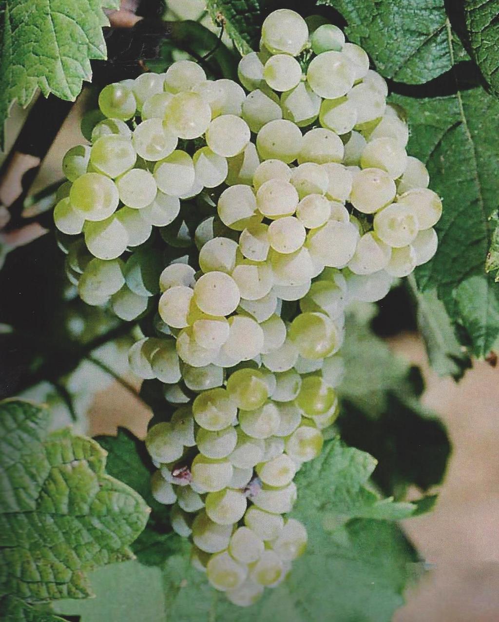 Arinto Origin: All over Portugal (likes the Atlantic) Synonyms: Pedernão (clearly distinct from Riesling) Area cultivated: 7.000 ha Pruning weight: 1.800-3.