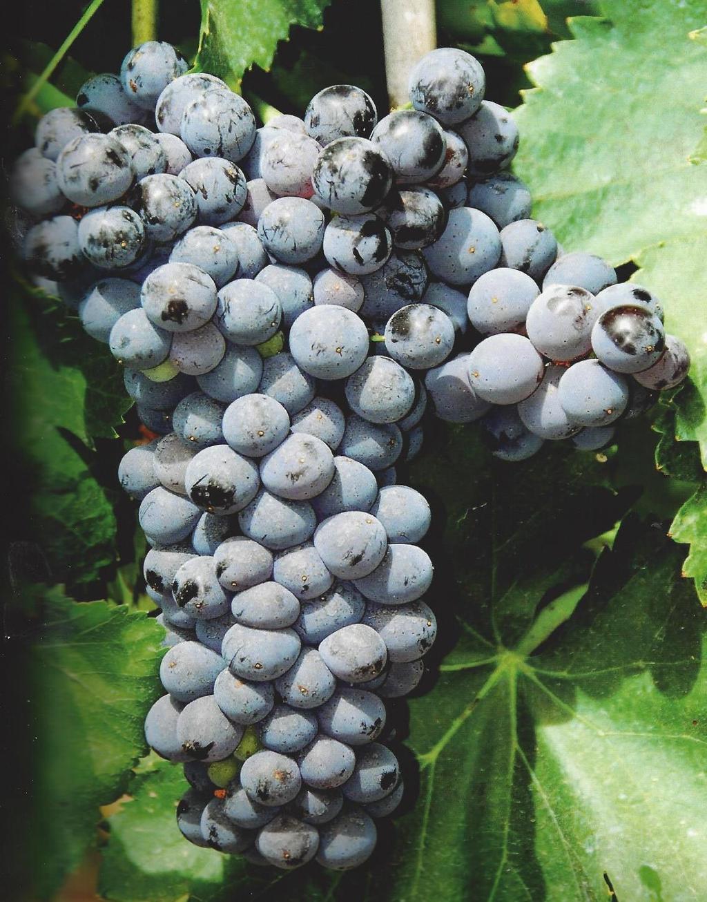 Garnacha Tinta Origin: North-east of Spain (already known in the Medieval period during Islamic the ocupation) Synonyms: Grenache (France) Area cultivated: 80.