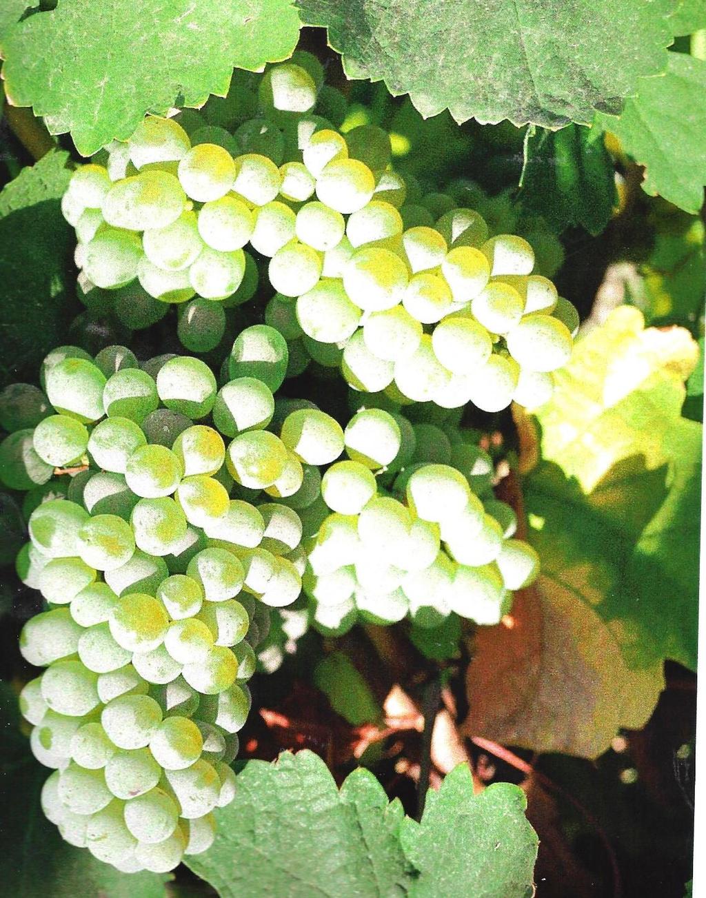 Gouveio/Godello Origin: Mentioned in Ancient Roman documents from Bierzo (north-west of Spain) Synonyms: Godelho (formerly Verdelho) Area cultivated: 3.000 ha (increasing) Pruning weight: 2.4-3.