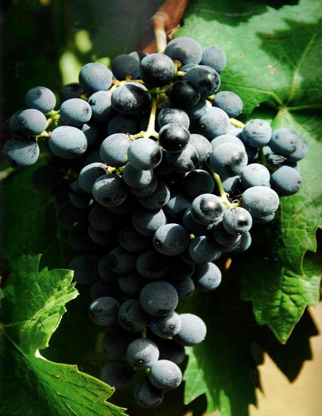 Graciano/Tinta Miuda Origin: Presumably Ancient Rome or Northern Spain (Rioja) Synonyms: Many regional denominations exist in Spain and Portugal Area cultivated: 1.