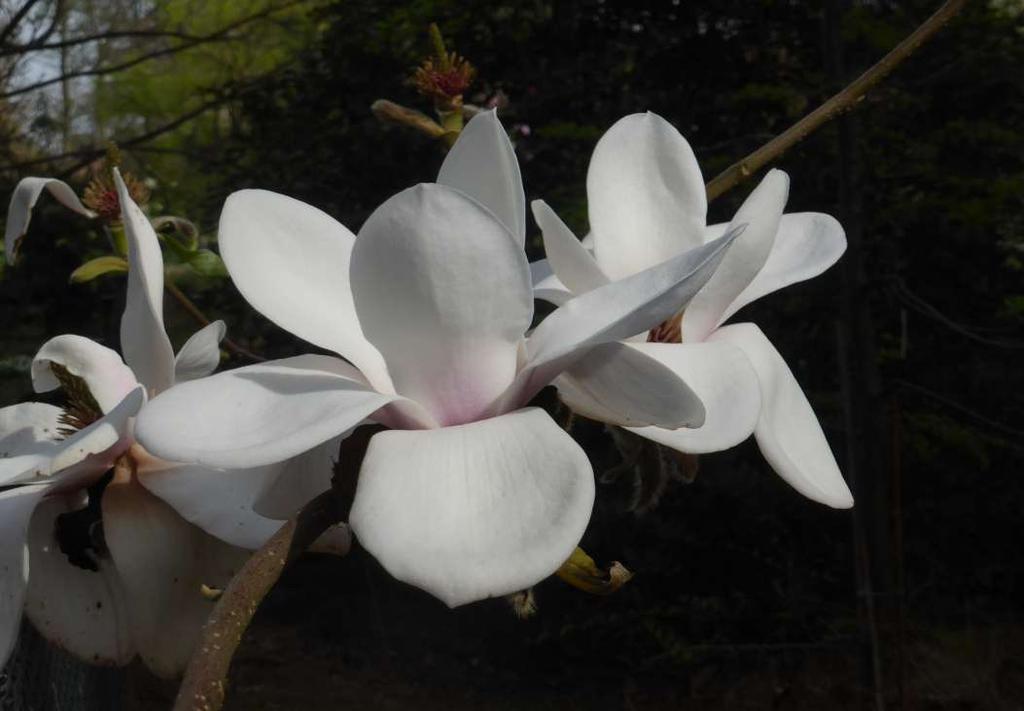 Magnolia 'Milky Way' ('Lennei