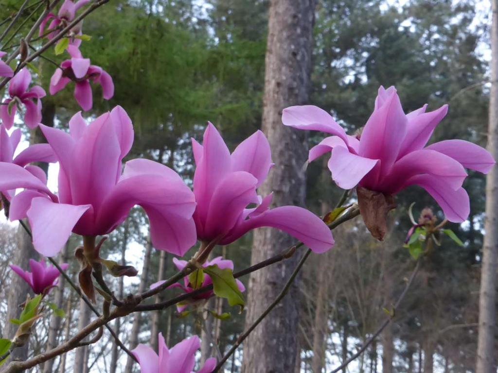 Magnolia 'Margaret Helen' (liliiflora x