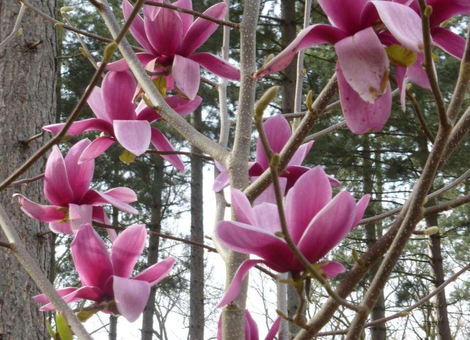 Magnolia 'Shirazz' (denudata