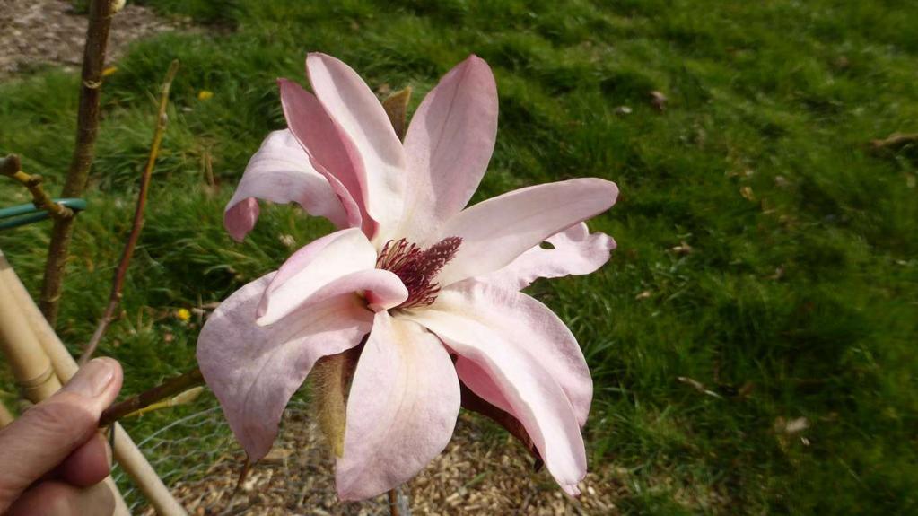 Magnolia 'Elegance' ('Diva' x
