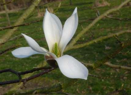 4 - Magnolia amoena, biondii and zenii I