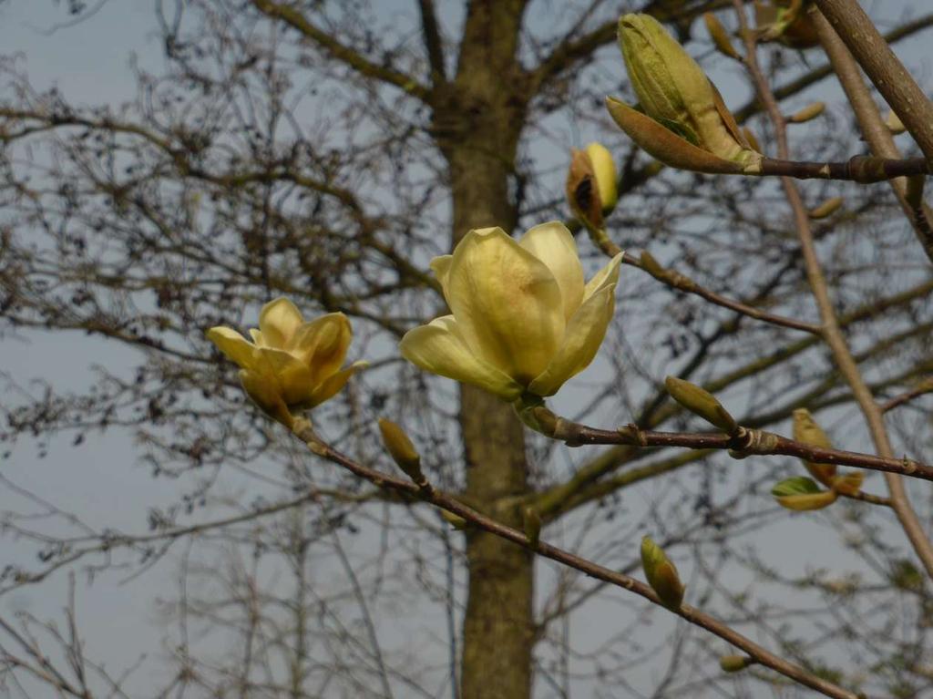 Magnolia 'Lois' (acuminata x