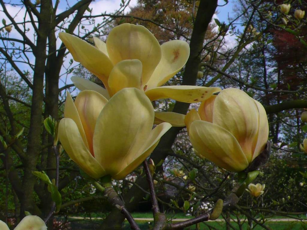 Magnolia 'Butterbowl' ('Yellow