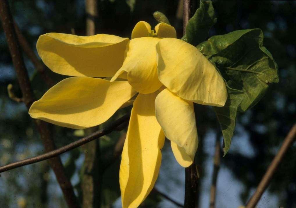 Magnolia 'Honey Liz' ('Miss