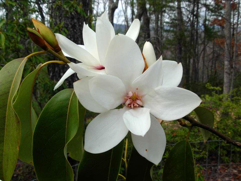 Magnolia cavaleriei var.