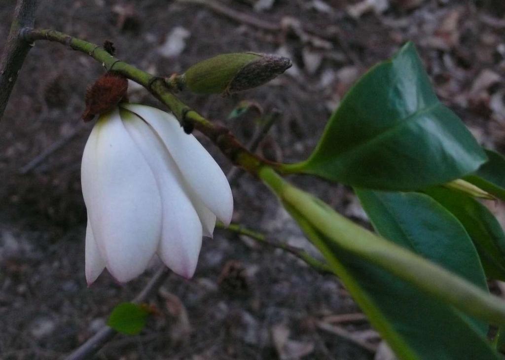 Magnolia 'Jack