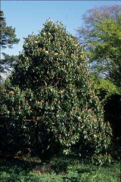 Magnolia nitida -