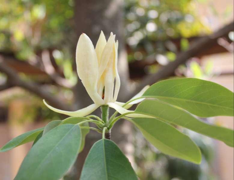 Magnolia decidua first flowering in