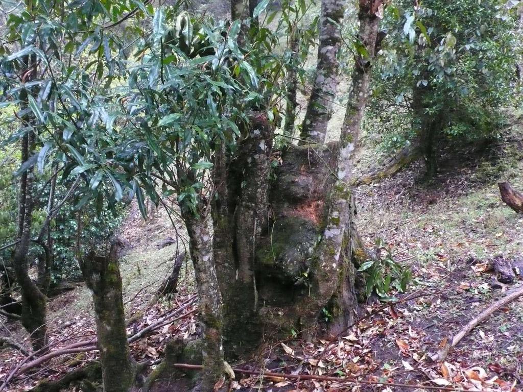Magnolia insignis, Zibenshan National Park,