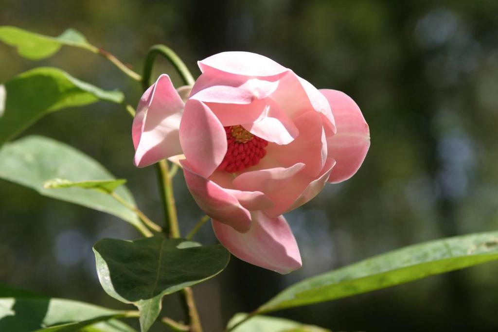Magnolia sieboldii x M.
