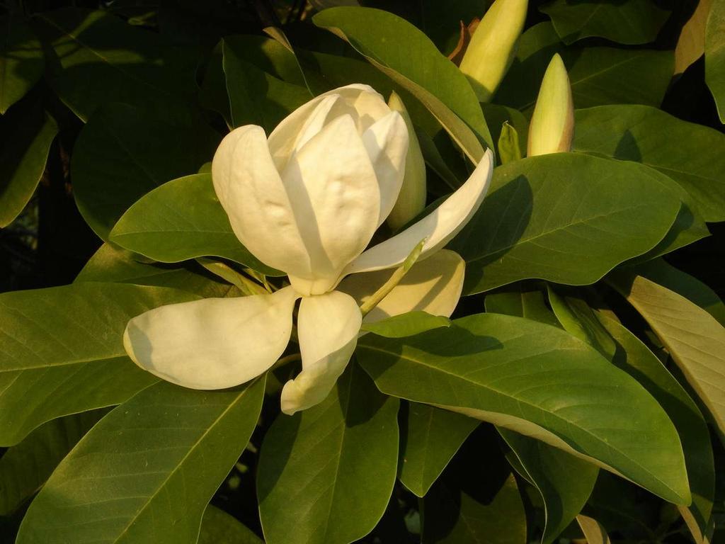 Magnolia x thompsoniana (virginiana x