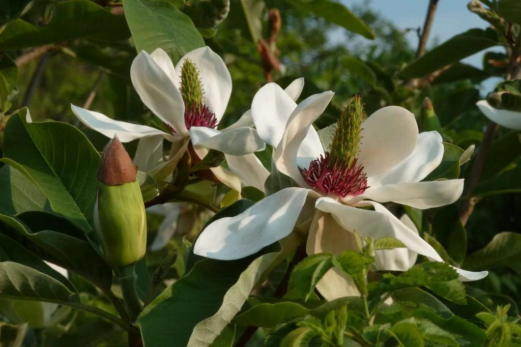 Magnolia (wilsonii x officinalis