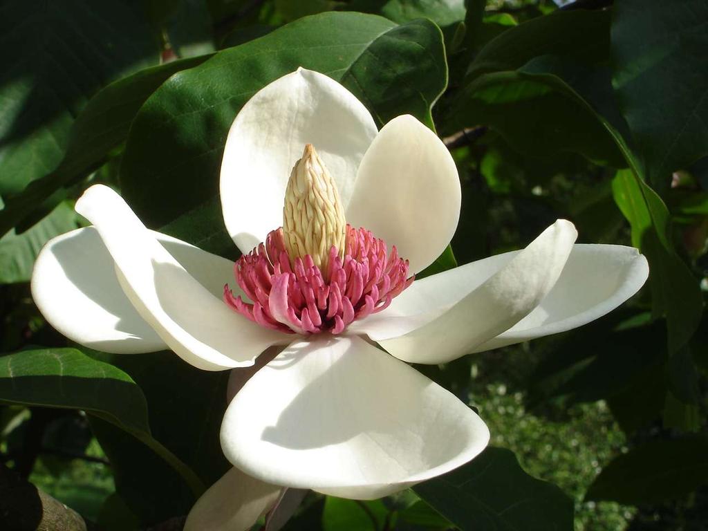 Magnolia x wieseneri