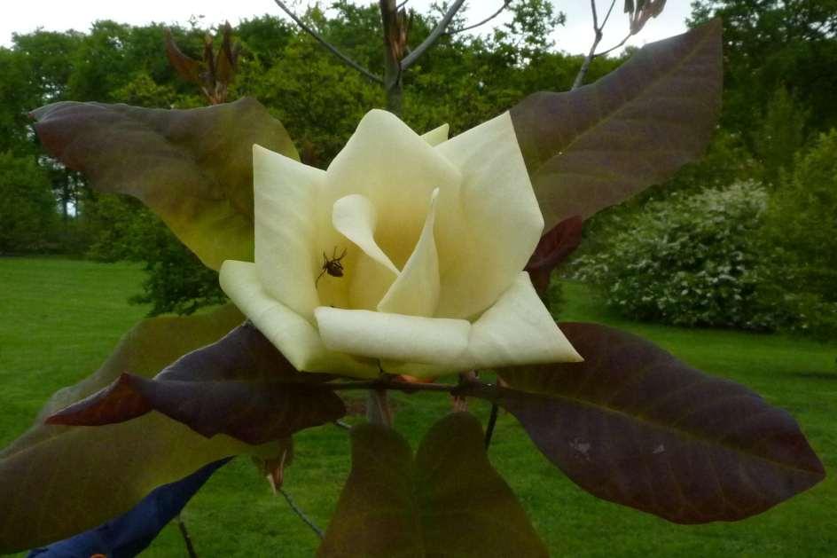 Magnolia fraseri (S.