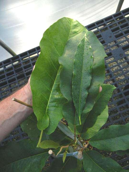 Magnolia fraseri- Large, obovate foliage w/ auriculate base Magnolia insignis- Narrow foliage w/ cuneate base Hybrid-