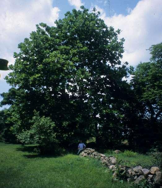 Magnolia macrophylla, a large tree,