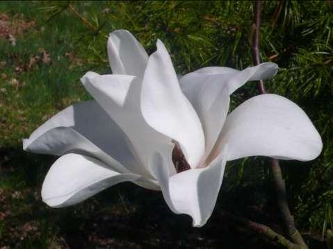 Magnolia campbellii var.