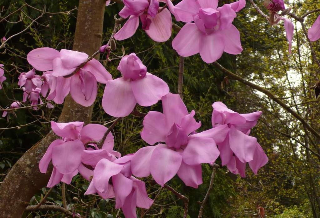 Magnolia campbellii var.