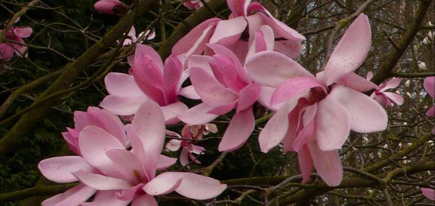 Magnolia sprengeri was introduced into cultivation by Wilson under Wilson 688. Out of that seed lot came 7 white flowering plants (var.