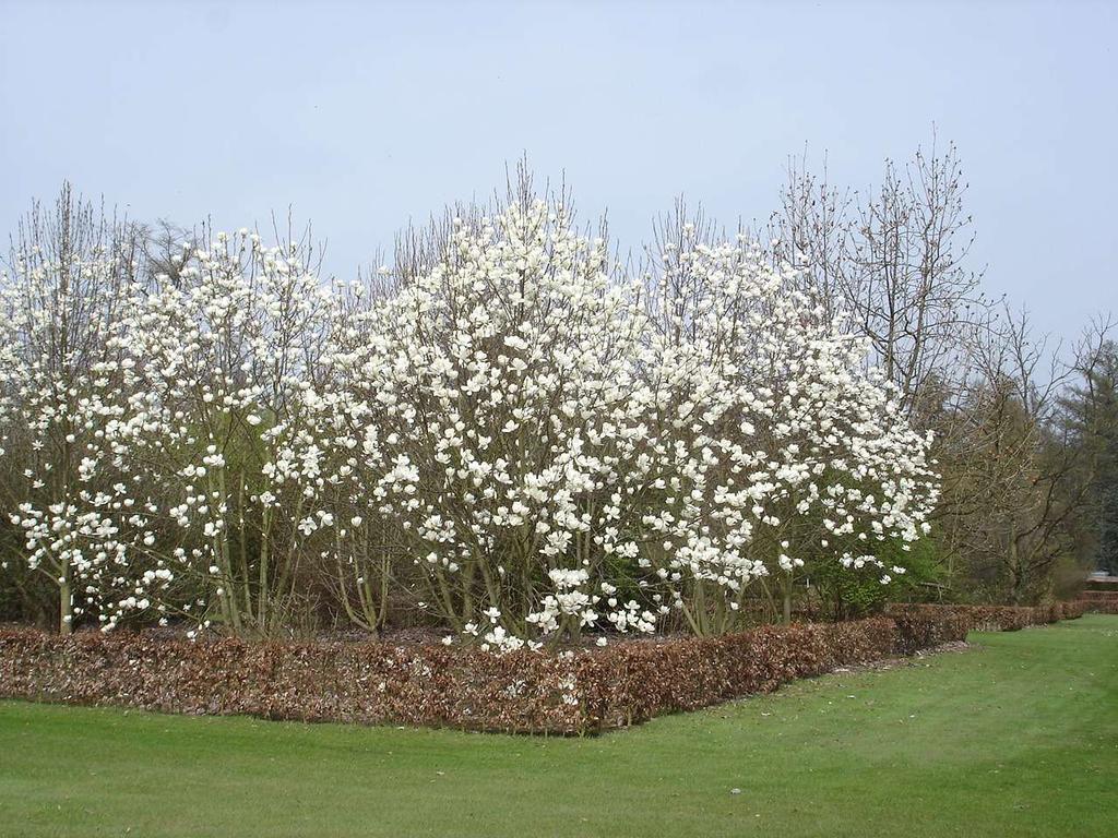 Magnolia 'David Clulow' x sprengeri