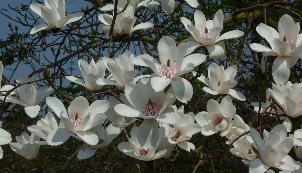 Magnolia 'Joli Pompon' ('David