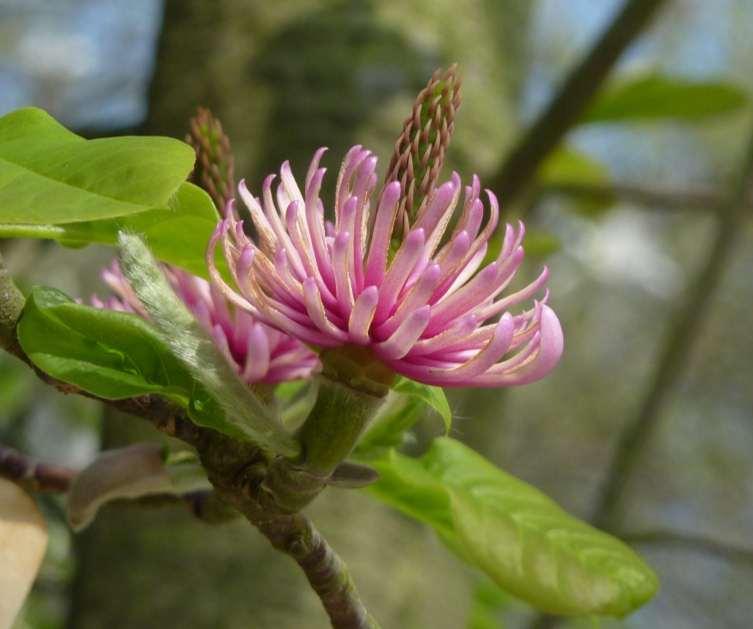 Magnolia ('David Clulow' x